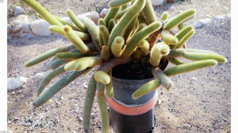 Chăm sóc và cắt tỉa cây cảnh