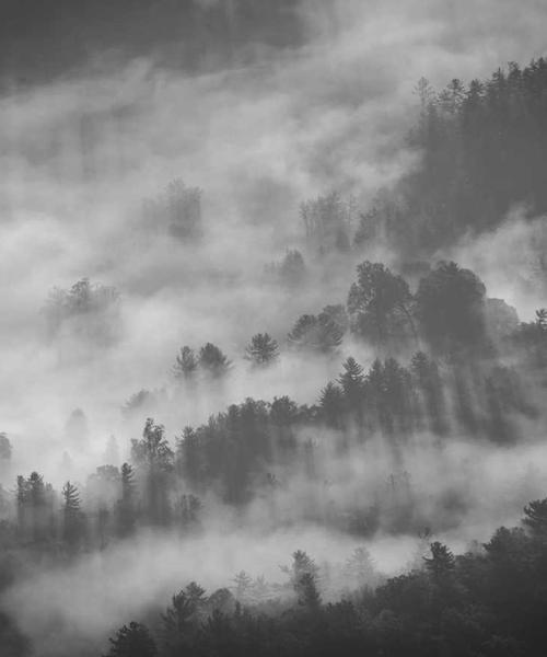 Cà phê nấm cao cấp