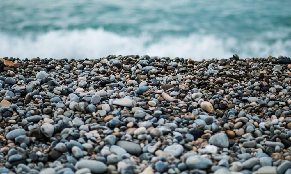 Thú cưng mang vòng cổ xinh xắn