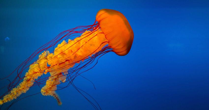 Hệ sinh thái năng lượng đô thị 2026