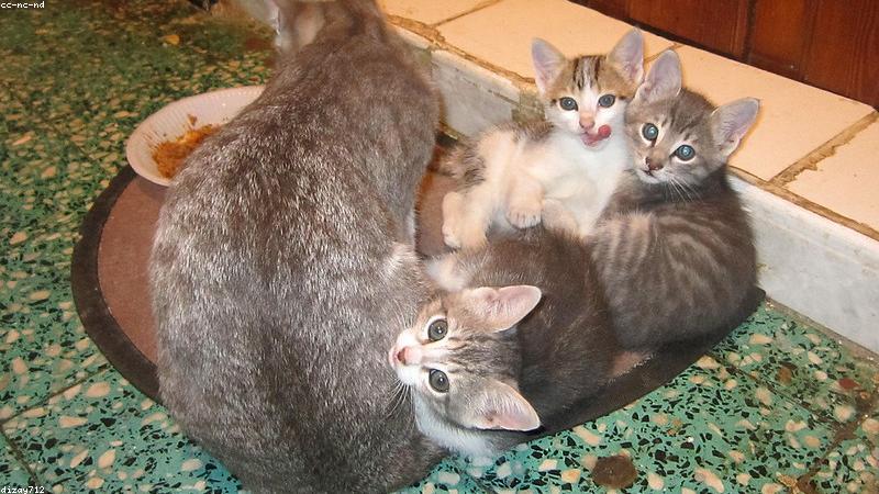 Mèo mẹ và mèo con