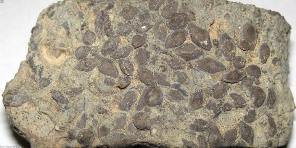 Thảo dược khô Lotus Herbal