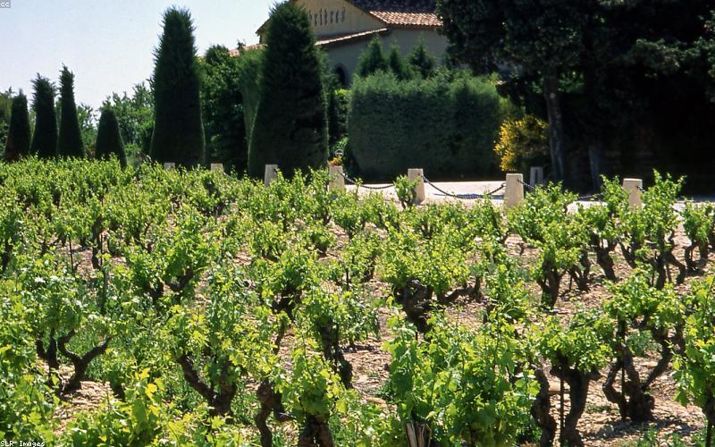 Cánh đồng nho tại vùng Champagne nước Pháp