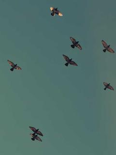 Eco-Architect Sơn Portrait