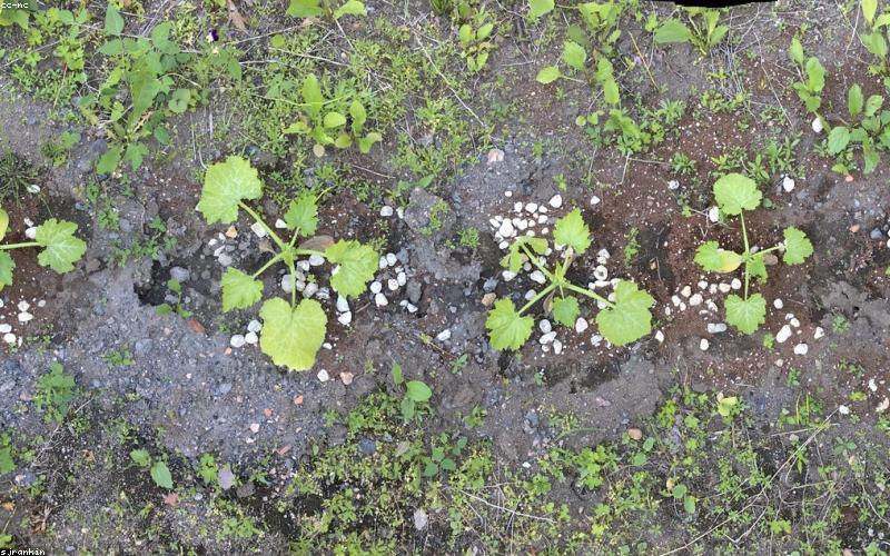 Vườn thảo dược ban đêm