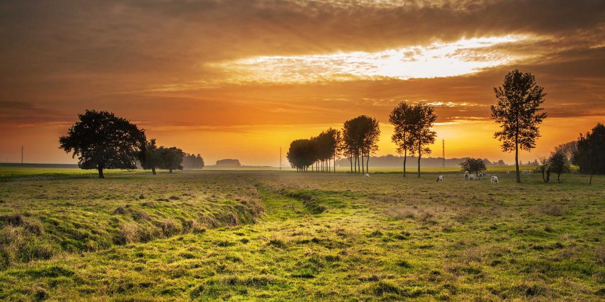 Green Tech Optimization