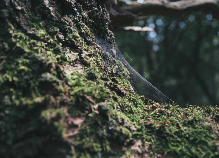 Sơ đồ Neural Bridge