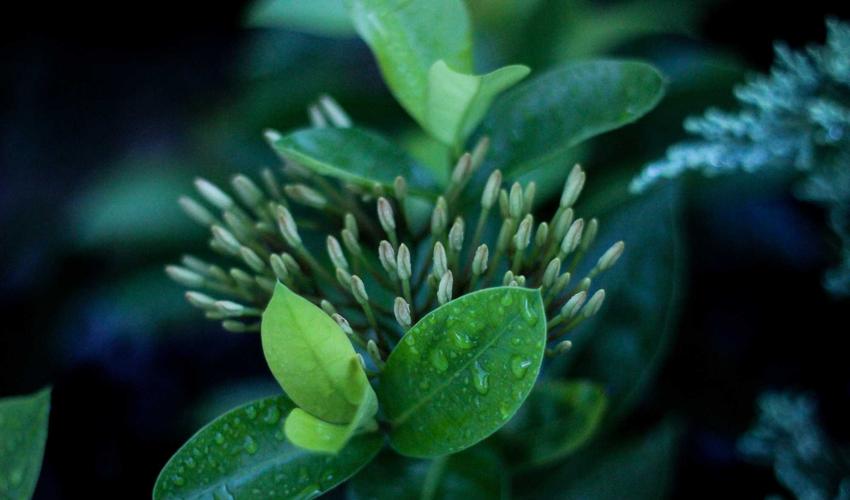 Thành phẩm sneaker gen 5.0