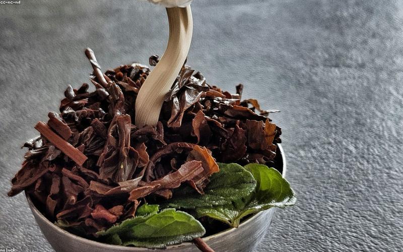 Búp trà xanh hữu cơ tươi ngon tại vùng cao