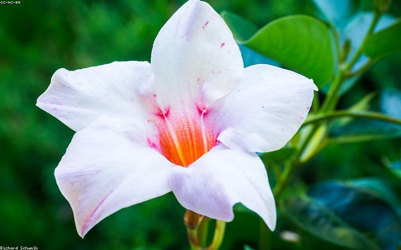 Thư giãn với nến thơm tự nhiên