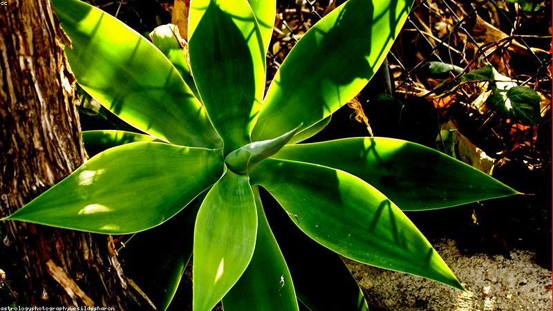 Dụng cụ vệ sinh giày sneaker