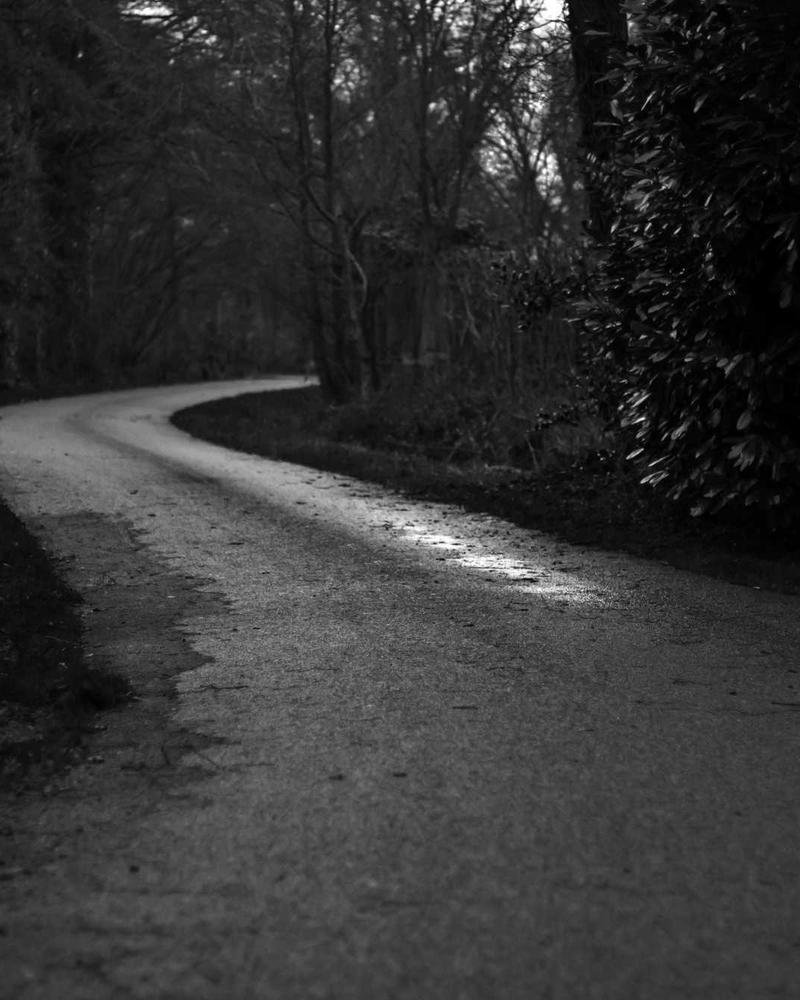 Velvet Rose Collection