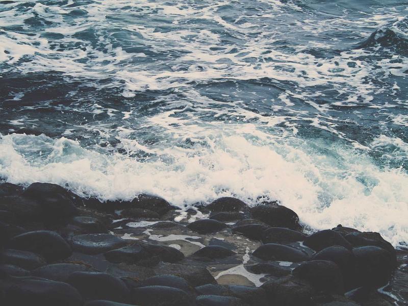 Chủ và thú cưng vui đùa