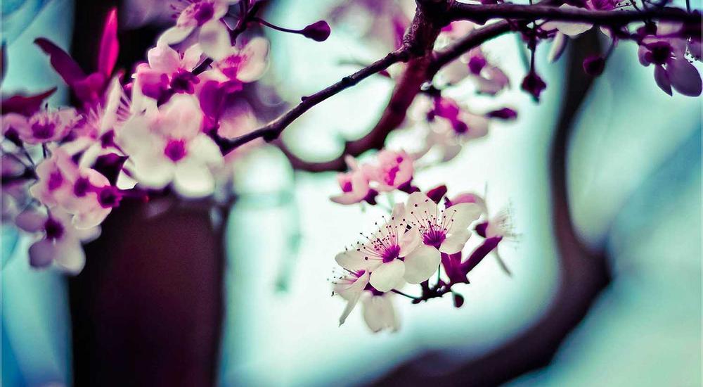 Matcha Zen-Tech 2026