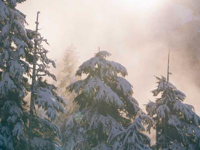 Pet supplement monitoring