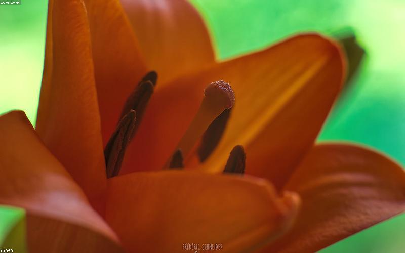 Chụp ảnh macro hoa cỏ chuyên nghiệp bởi Nguyễn Sơn Hải