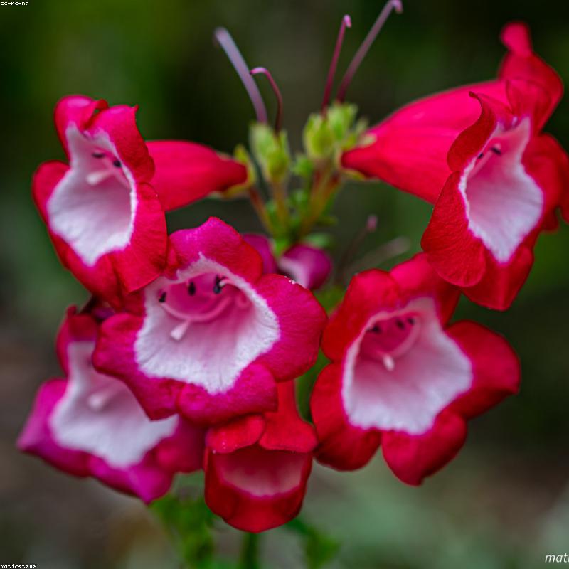 Khăn Tắm Biển Microfiber Khổ Lớn