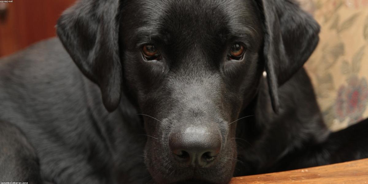 Phòng thí nghiệm thảo dược Lotus Herbal