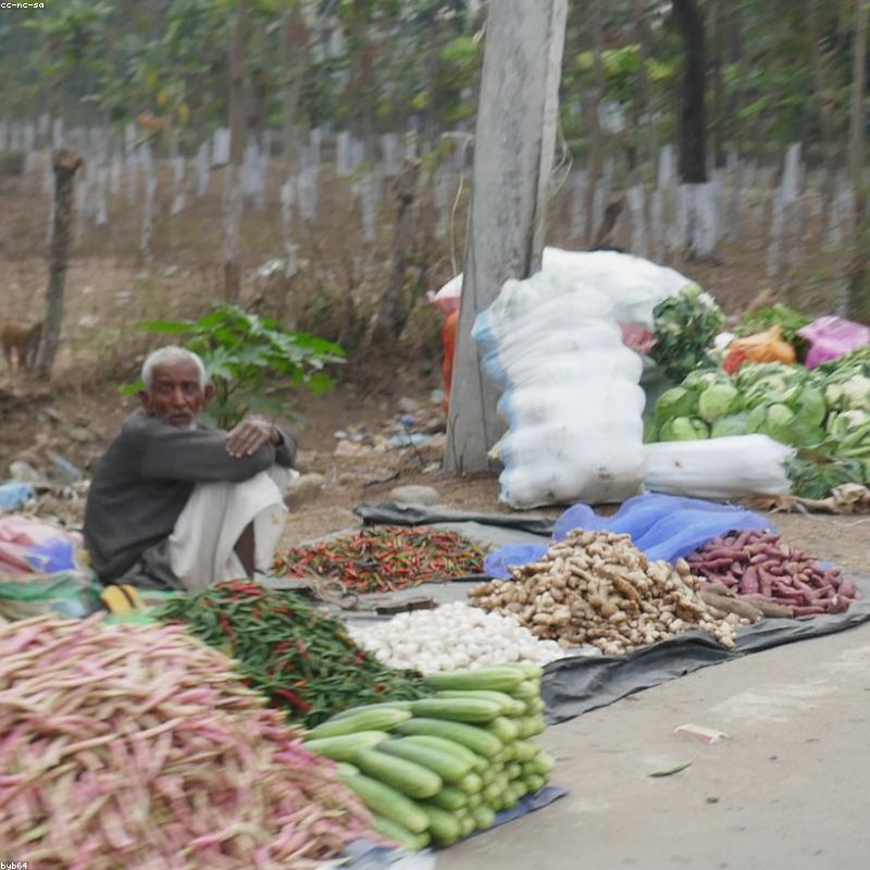 Trà Xanh Nhật Bản Sencha Shizuoka
