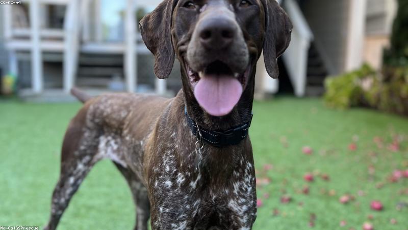 Chó khỏe mạnh nhờ dinh dưỡng đúng cách