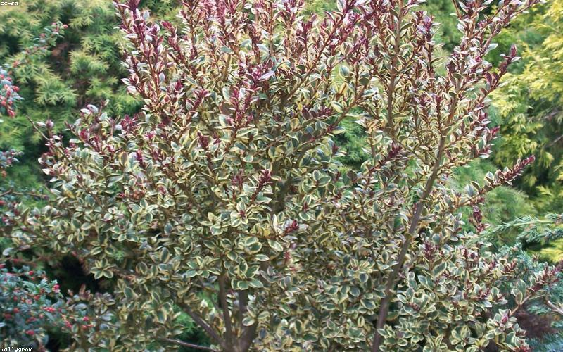 Cây cảnh đột biến quý hiếm cho không gian nội thất