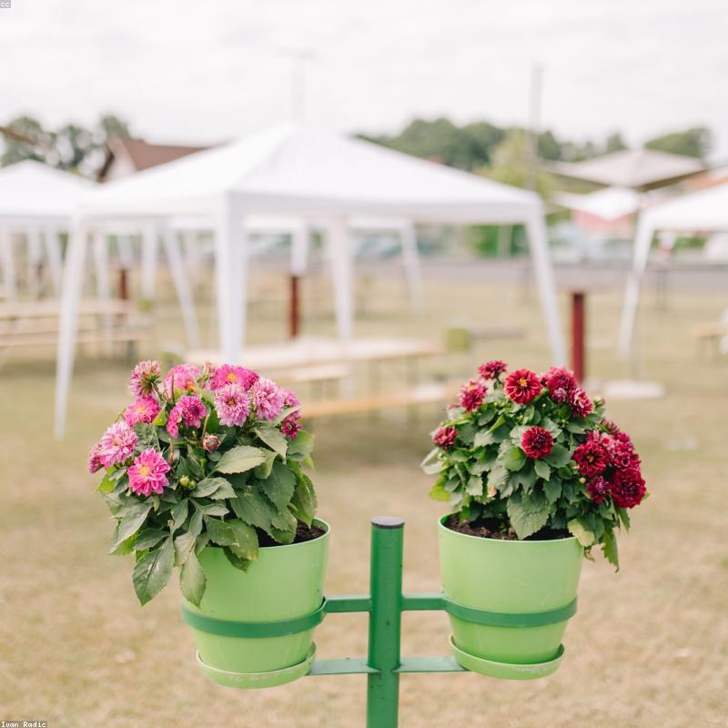 Monstera Deliciosa - Trầu Bà Lá Xẻ