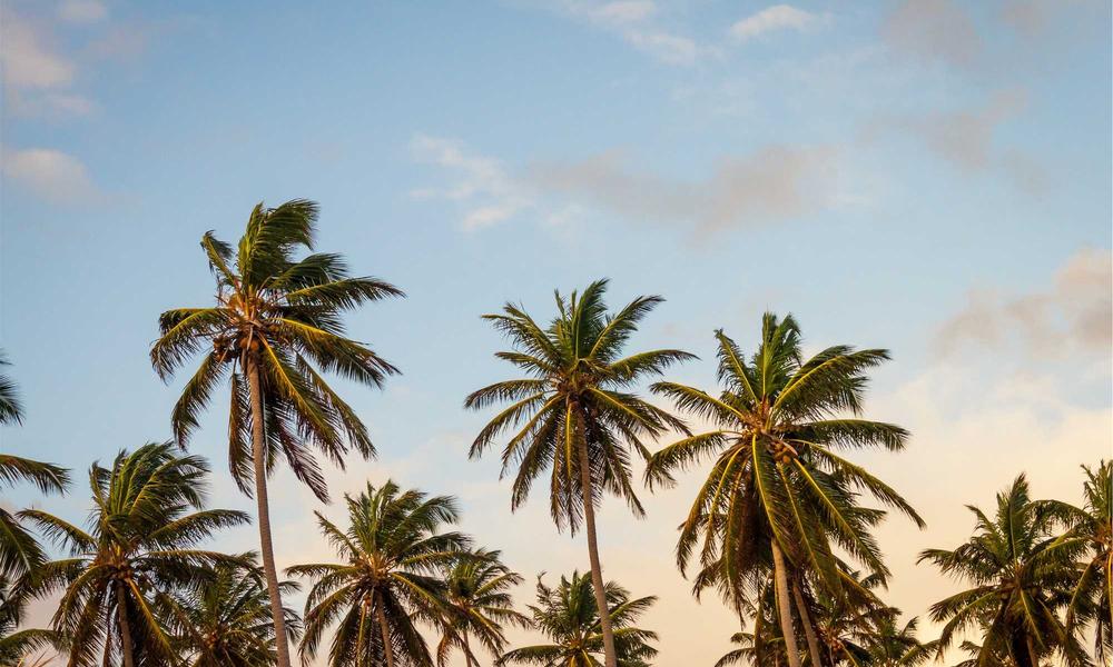 Bữa tiệc tối cùng rượu mơ Botanical