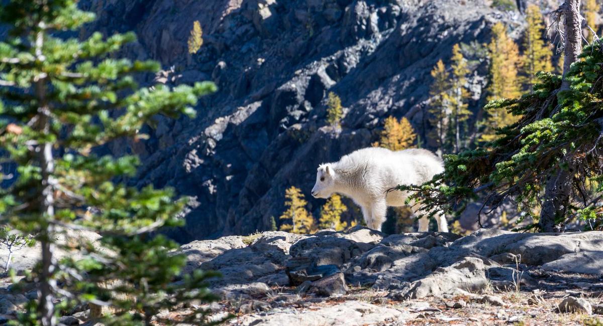 Web Design AI Process