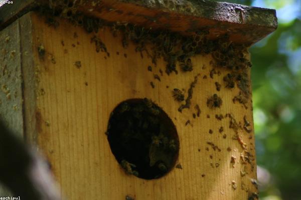 Khai thác mật ong