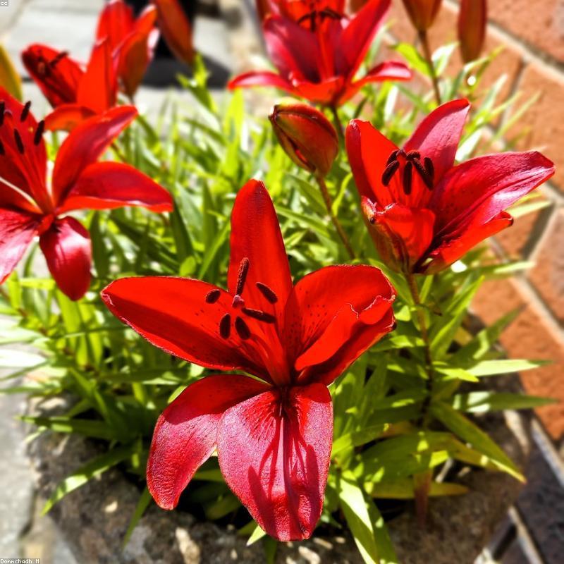 Trà Hoa Cúc Tiến Vua Organic