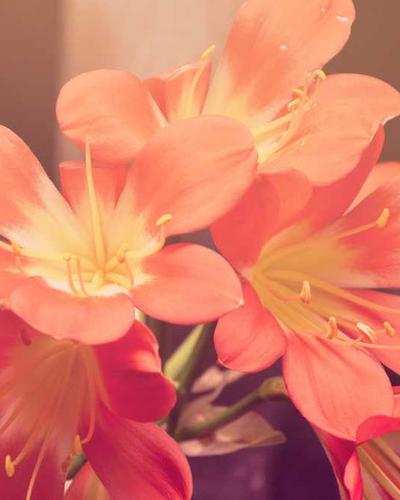 Chiết xuất nấm cao cấp