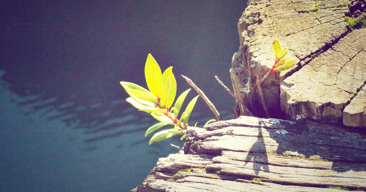 Xu hướng Clean Beauty 2024: Tại sao Serum chiết xuất tự nhiên đang dẫn đầu thị trường làm đẹp?