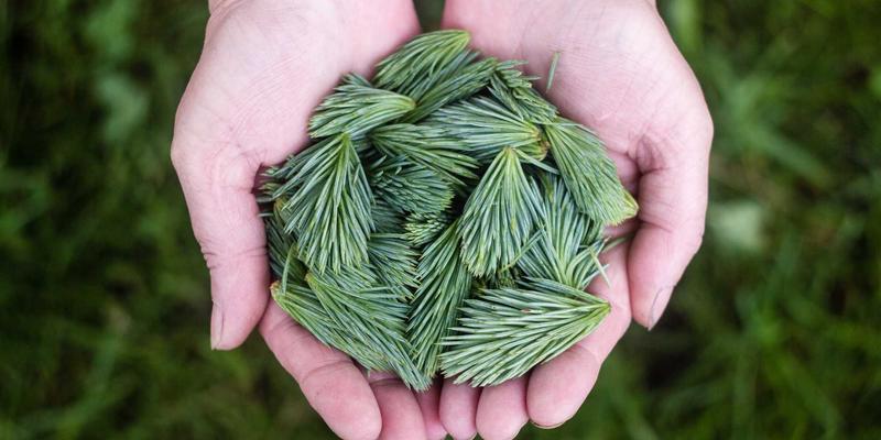 Bữa ăn gia đình xanh 2026