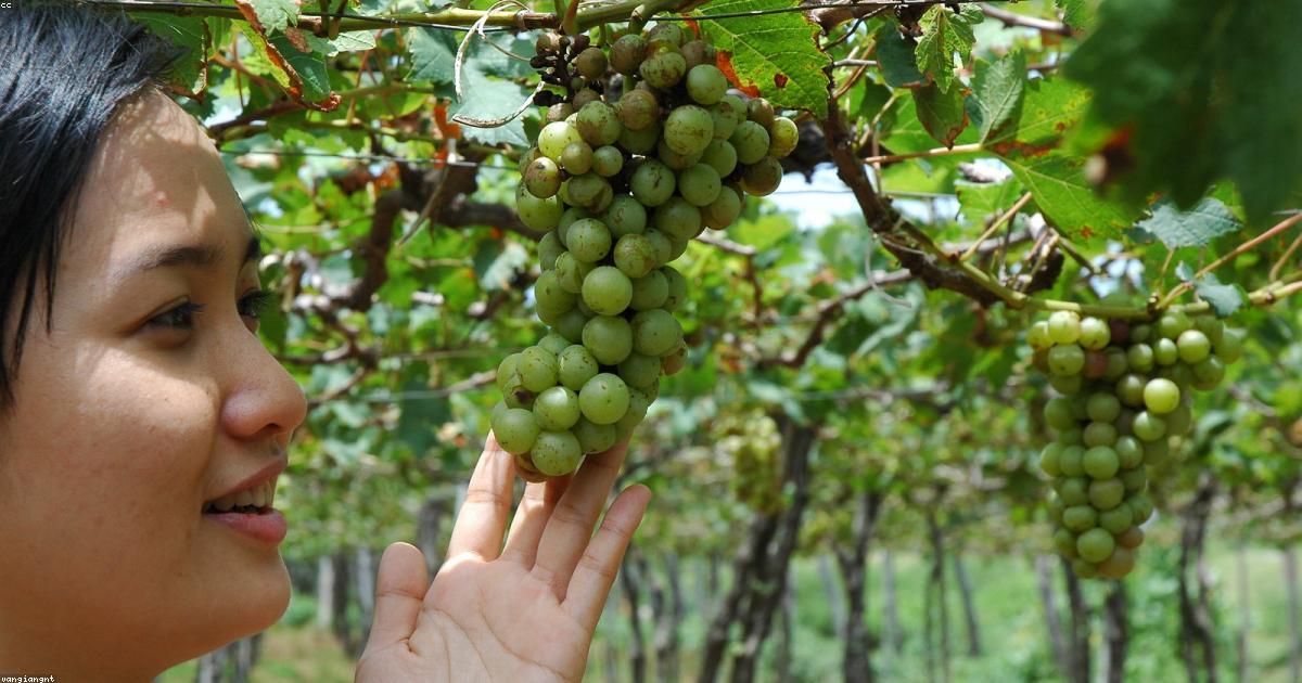 Case Study: Người mẫu Lê Hoàng Yến và chiến lược tỏa sáng tại các Fashion Show quốc tế