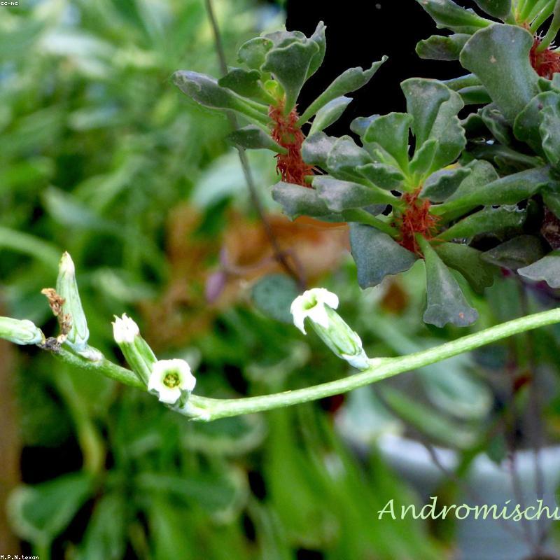 Sen Đá Kim Cương Haworthia