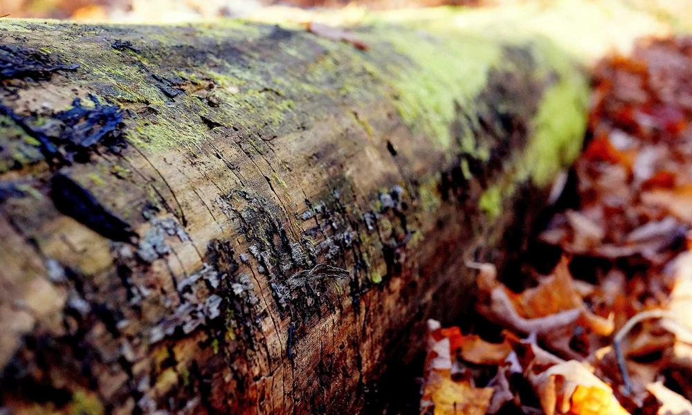 Glassmorphism and Gold Design