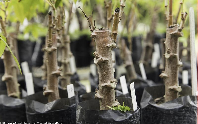 Nến thơm handmade đổ tay