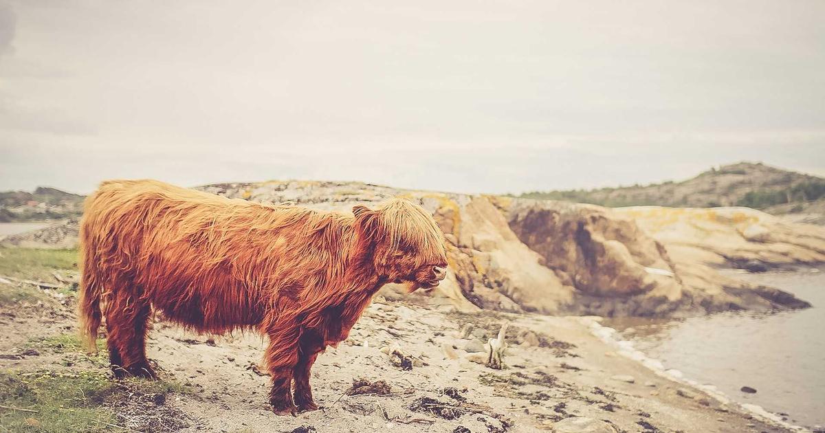 Xu hướng áo dài cưới lụa tơ tằm cao cấp lên ngôi trong mùa cưới 2024