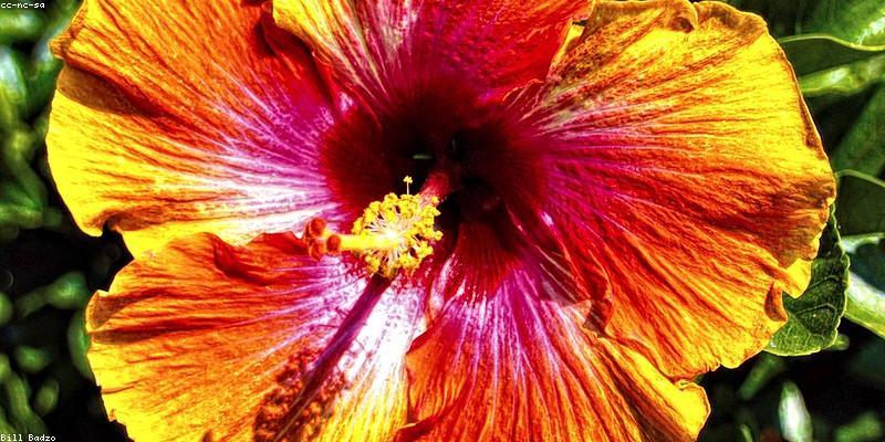 Tương lai giáo dục ngoại ngữ