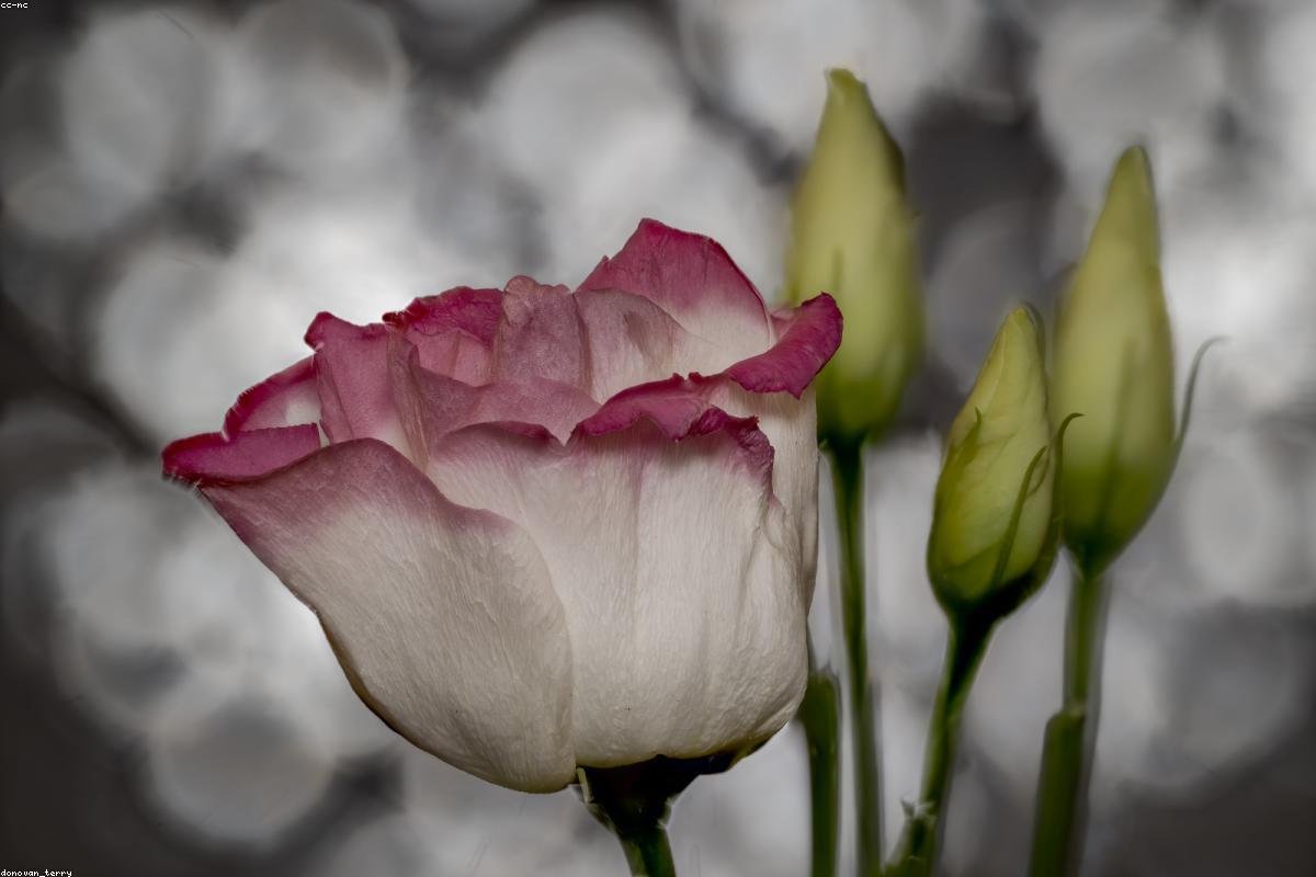 Hoa cưới phong cách tối giản