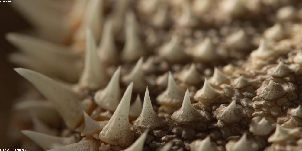 Cấu trúc da dưới kính hiển vi