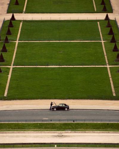 Tulip Trắng Tuyết 2026