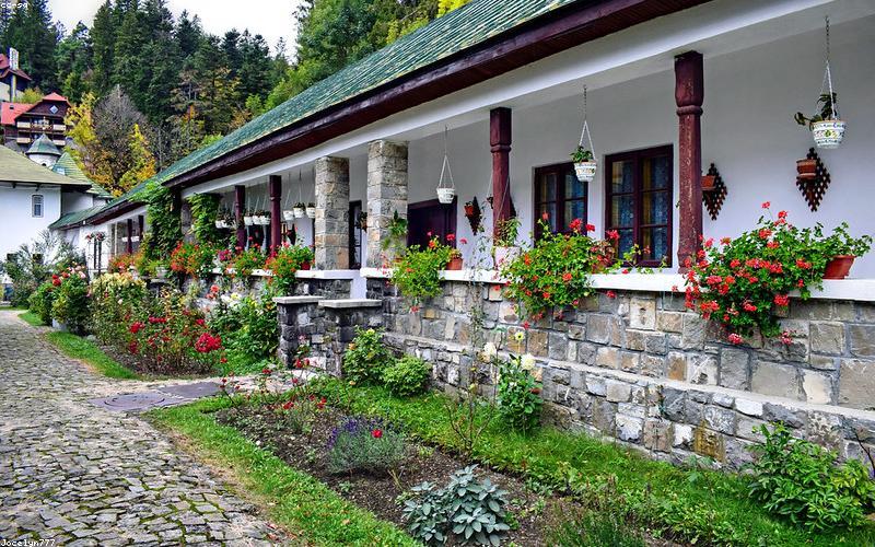 Các loại cây cảnh dễ chăm sóc cho người bận rộn