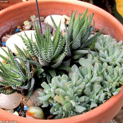 Sen đá móng rồng