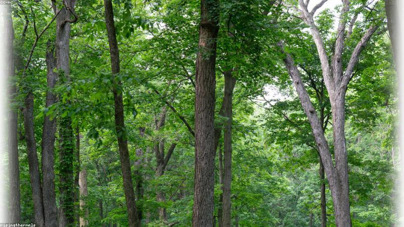 Thị trường tín chỉ carbon tại Việt Nam 2024