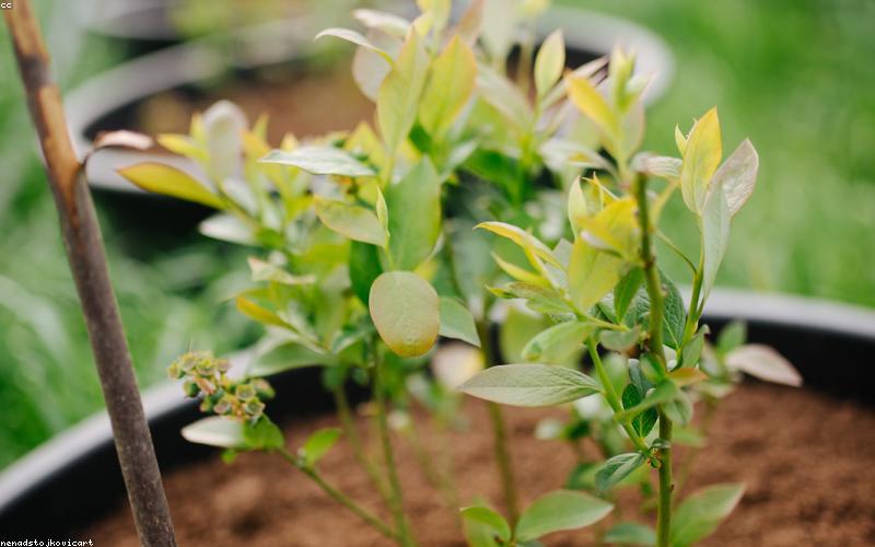 Thưởng thức trà thảo mộc trong không gian hiện đại