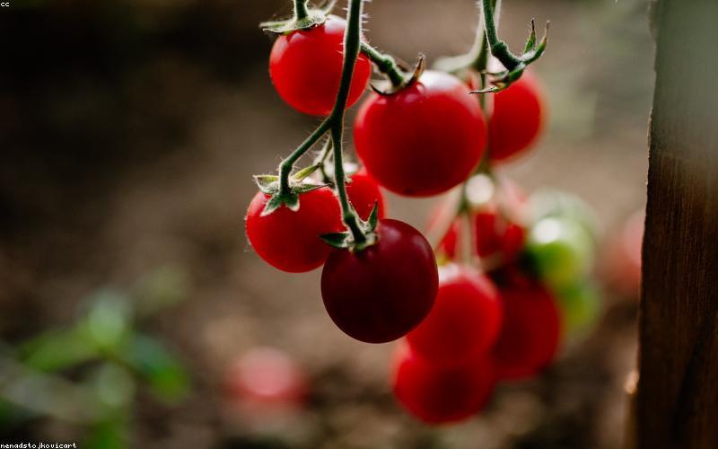 Trang trại hữu cơ GreenLeaf