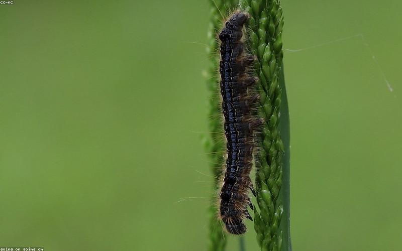 Lều cắm trại trong rừng