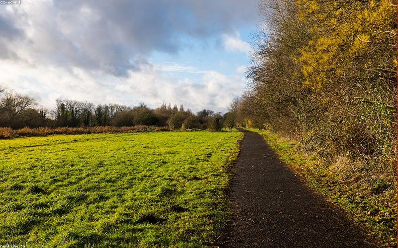 Con đường mòn trong rừng