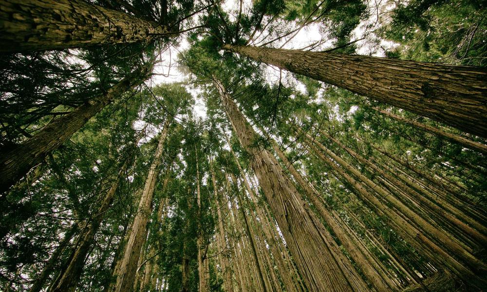 CBT chuyên sâu 2026